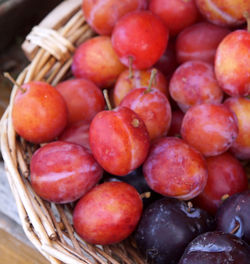 High angle view of fruits in basket