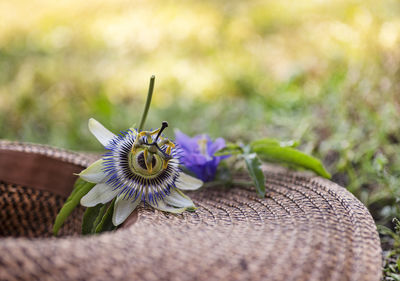 Close-up of purple flower on plant