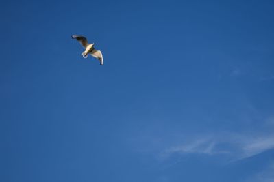 Low angle view of seagulls flying in sky