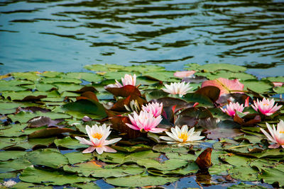 Pink lotus water lily in lake