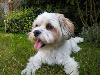 Dog lying down on land