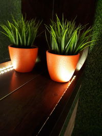 Close-up of potted plant on table