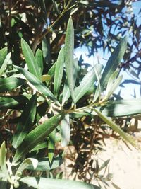 Close-up of plant growing outdoors