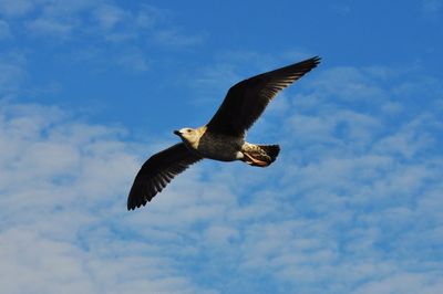 Low angle view of eagle flying against sky