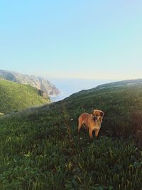 Dog on field against clear sky