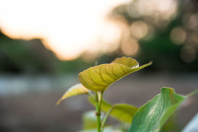 Close-up of yellow flower