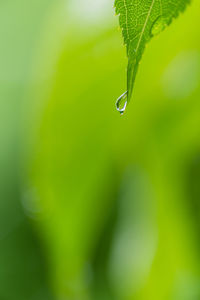 Close-up of water drop on plant leaf