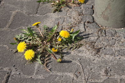 Directly above shot of yellow flowers growing outdoors