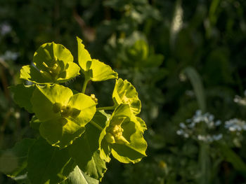 Close-up of yellow flowering plant