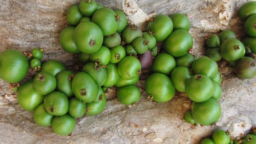 Close-up of fruits