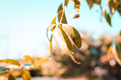 Close-up of autumn leaves hanging against sky