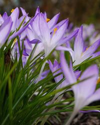 Close-up of purple flowers