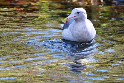 Seagull swimming in lake