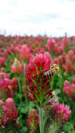 Close-up of bee on red flowers