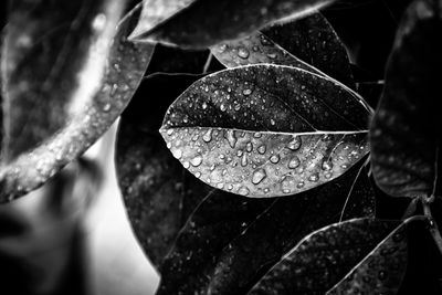 Close-up of raindrops on leaves