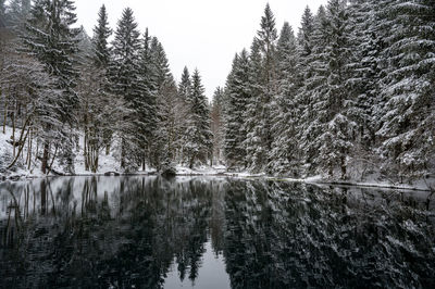 Scenic view of lake in forest