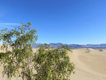 Trees on landscape against clear blue sky