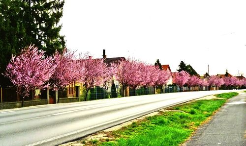 Pink flowers on road