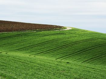 Scenic view of agricultural field against sky