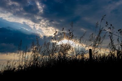 Silhouette plants on field against sky during sunset