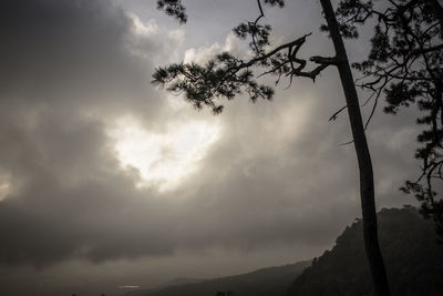 Low angle view of silhouette tree against sky