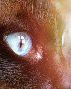 Extreme close up of animal eye