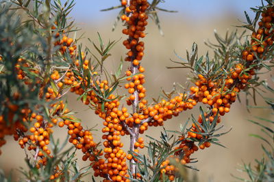 Low angle view of berries growing on tree against sky