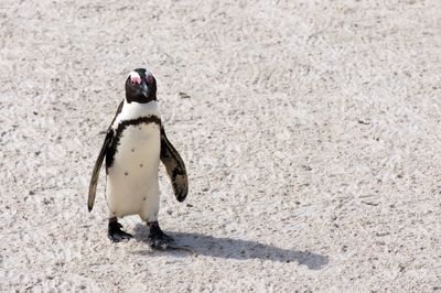 Full length of a young bird