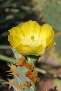 Close-up of yellow flower blooming outdoors