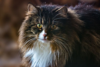 Close-up portrait of a cat