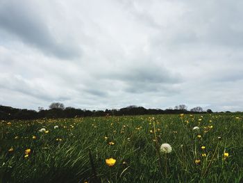 Yellow flowering plants on field against cloudy sky