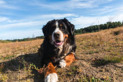 Dog looking away on field