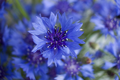 Close-up of purple flower blooming outdoors