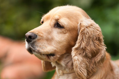 Close-up of dog outdoors