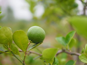 Close-up of fruits growing on tree