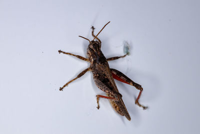 Close-up of insect on white background