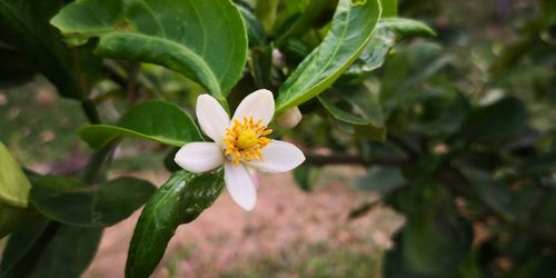 Close-up of white flowering plant