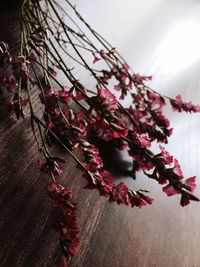 Close-up of flowers growing on tree