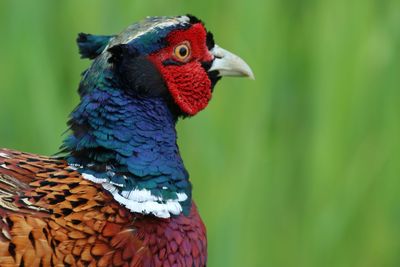 Close-up of a bird looking away