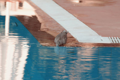 View of duck swimming in pool