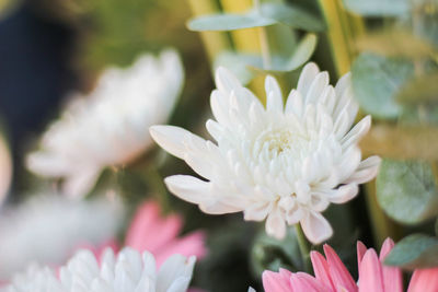 Close-up of white flowering plant