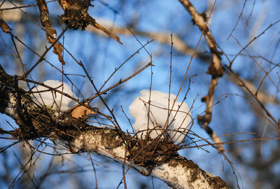 Low angle view of bare trees against sky