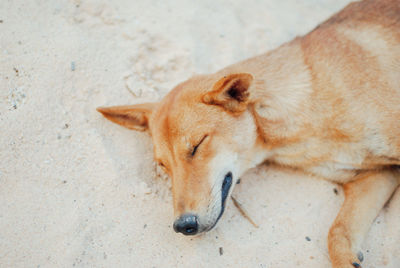 Close-up of dog