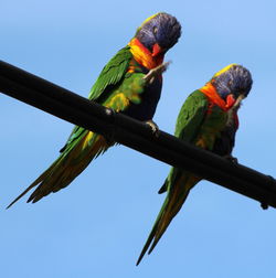 Low angle view of parrot perching on tree against sky