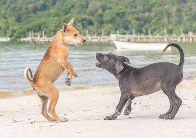 Side view of a dog on beach