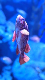 Vertical canary rockfish at the s.e.a. aquarium