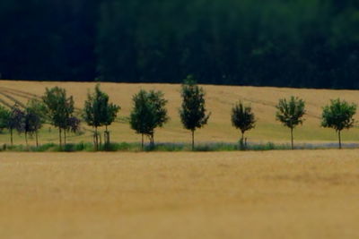 Scenic view of field against trees