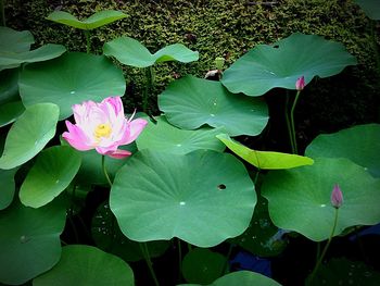 Close-up of lotus water lily in lake