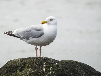 Seagull perching on rock