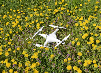 Yellow flowers blooming on field